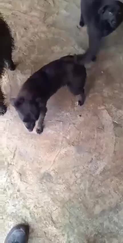 Mixed Breed dogs for adoption: 🐾🐾 SALLY🐾 SMALL AND SWEET GIRL READY FOR FAMILY - Video 2