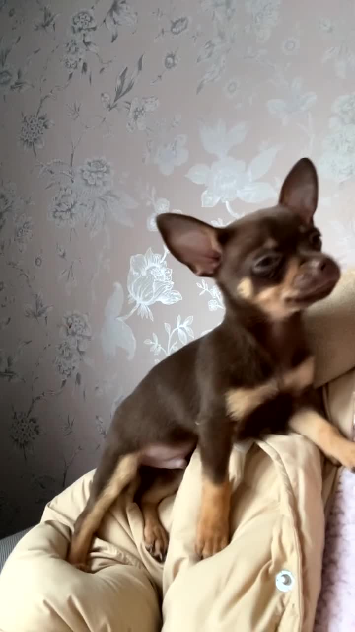 Chihuahua dogs for sale: Chihuahua Puppies  - Video 3