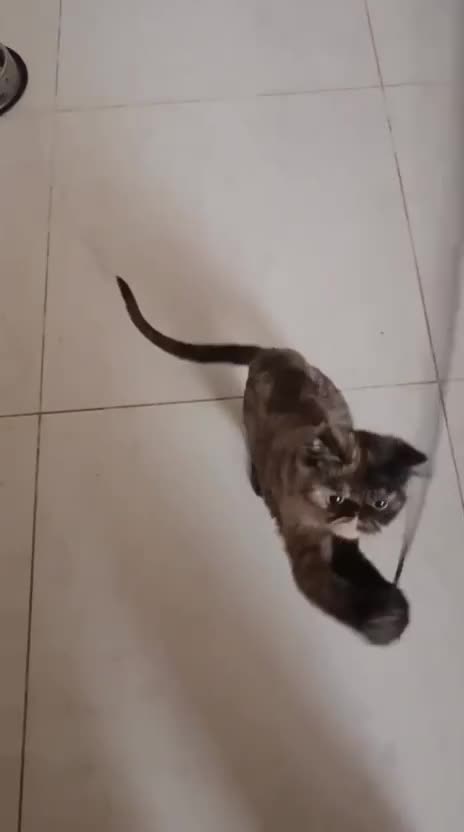 Mixed Breed cats for adoption: ELLIE -IS SHE NOT AMAZING LOOKING PERSIAN KITTEN?? - Video 3