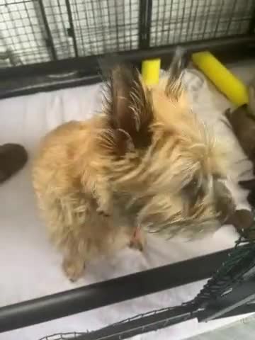 Cairn Terrier dogs for sale: Cairn terrier KC registered - Video 1
