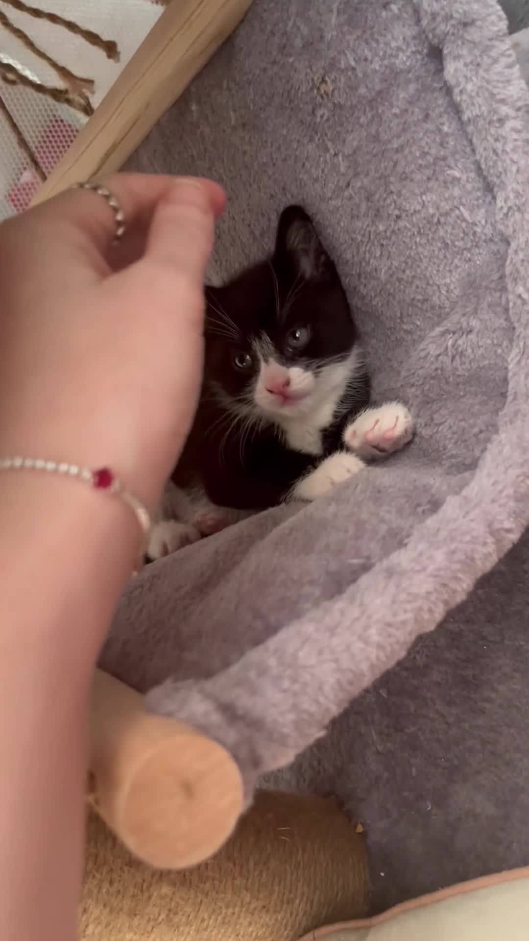 Mixed Breed cats for sale: Tuxedo male kitten - black/white - Video 1