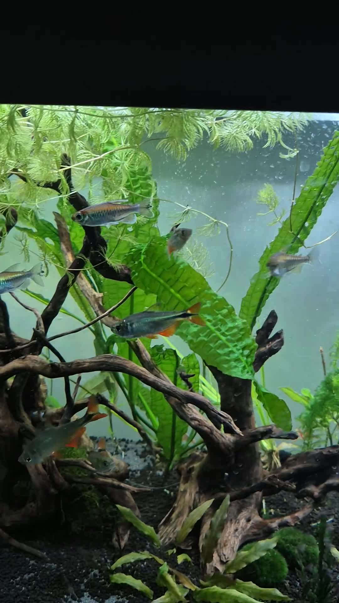 Tetras fish for sale: A group of 5 Benus Aires Tetras - Video 1