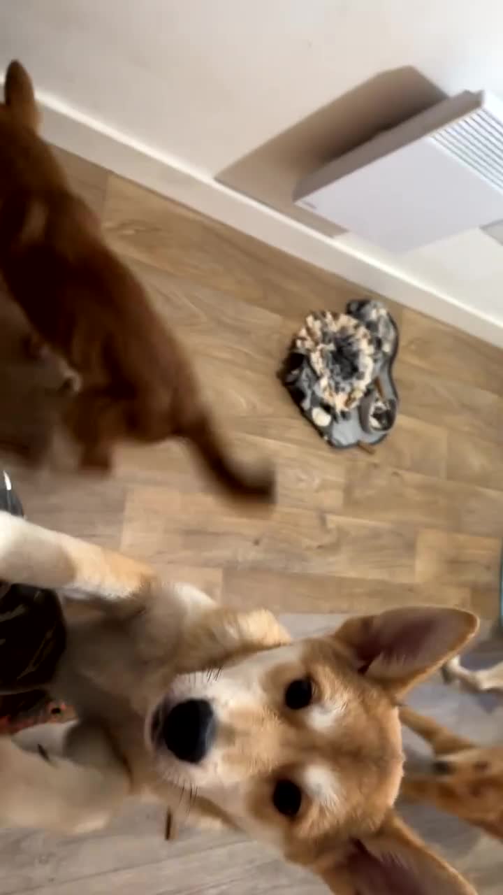 Mixed Breed dogs for sale: Japanese Akita x Puppies Ready for Loving Homes - Video 3