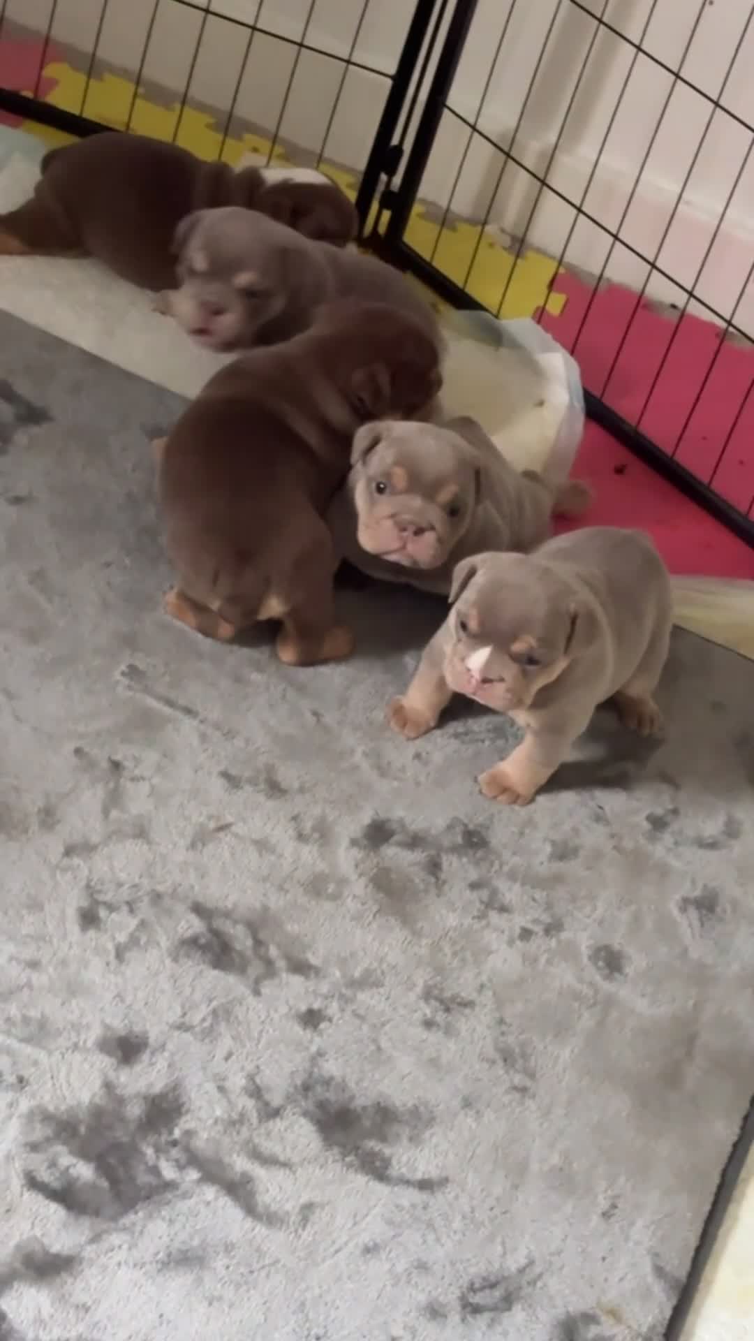 English Bulldog dogs for sale: KC Registered English Bulldog Puppies in Glasgow - Video 3