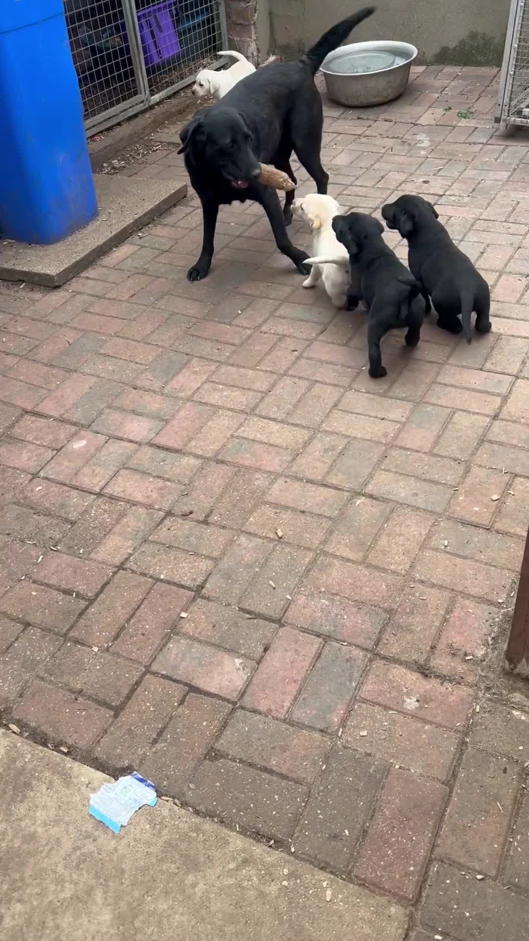 Labrador Retriever dogs for sale: Labrador Pups Chunky traditional type 1 girl left in Barrow-upon-Humber - Video 3
