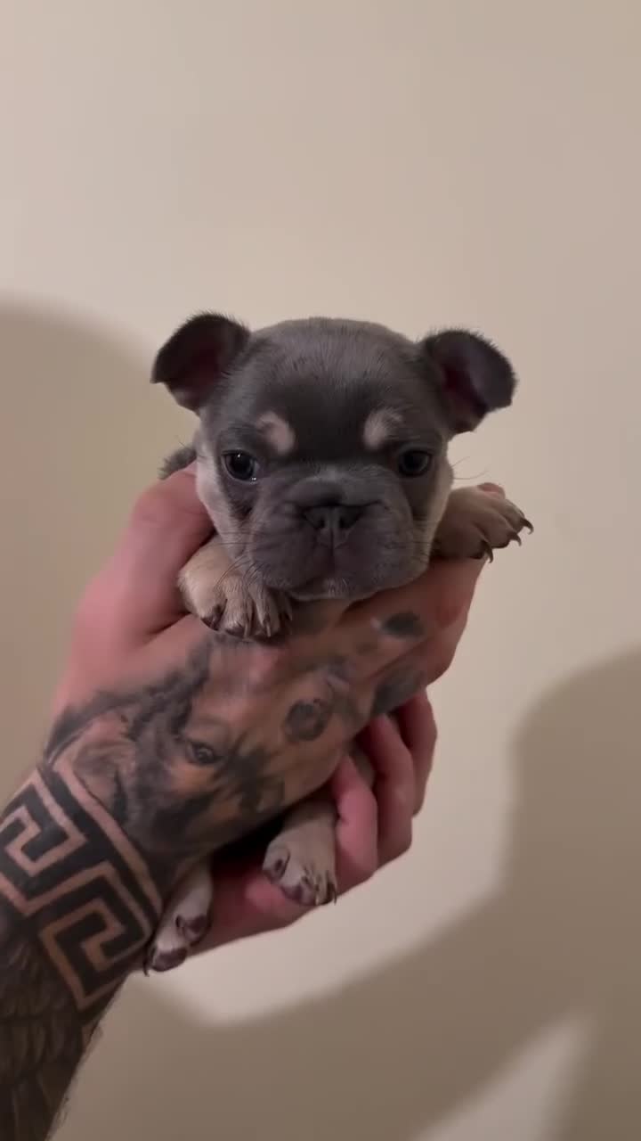 French Bulldog dogs for sale: Stunning Frenchie Trio  - Video 3