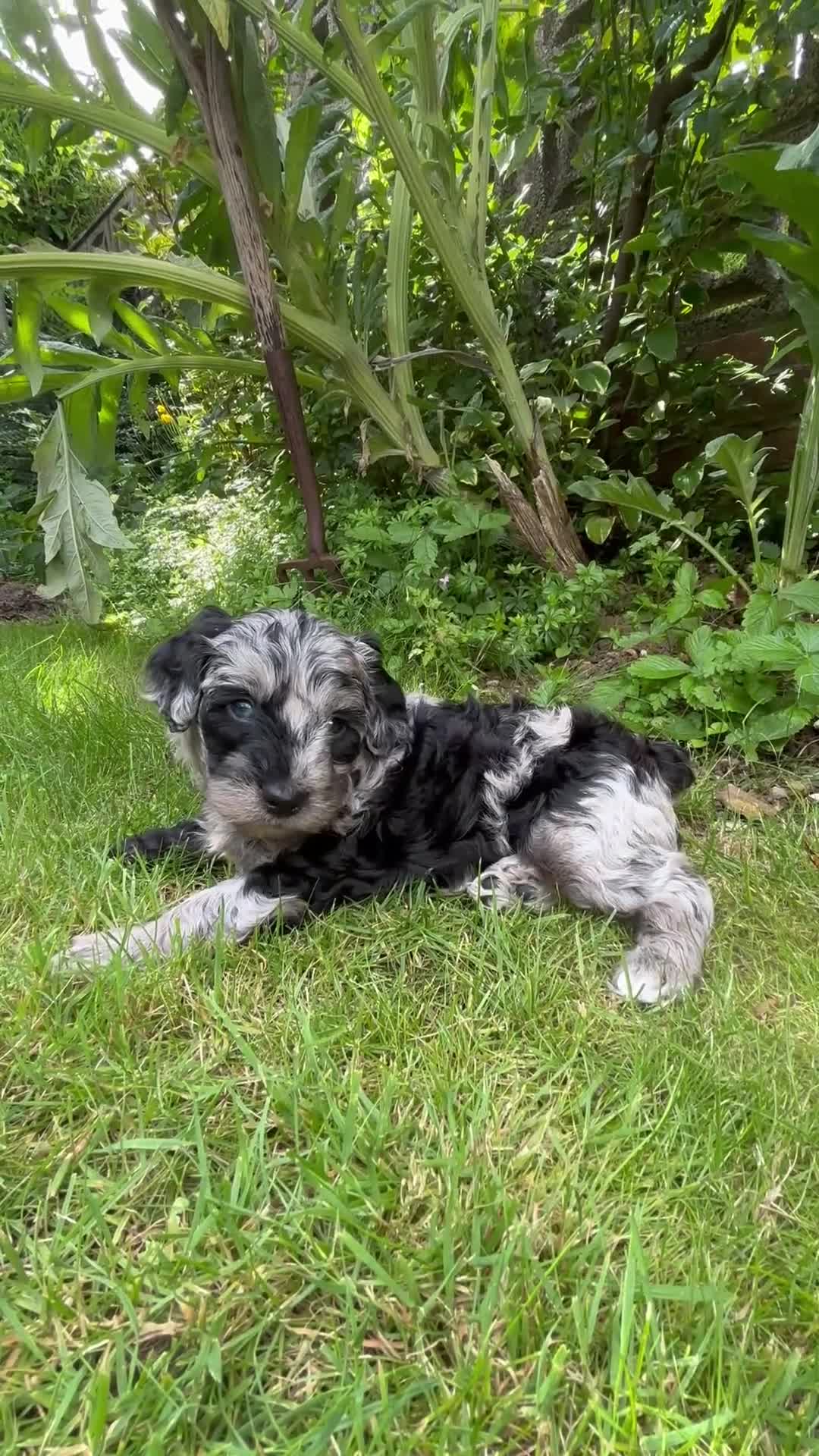 Bordoodle dogs for sale: Miniature Bordoodle Puppies - Video 3
