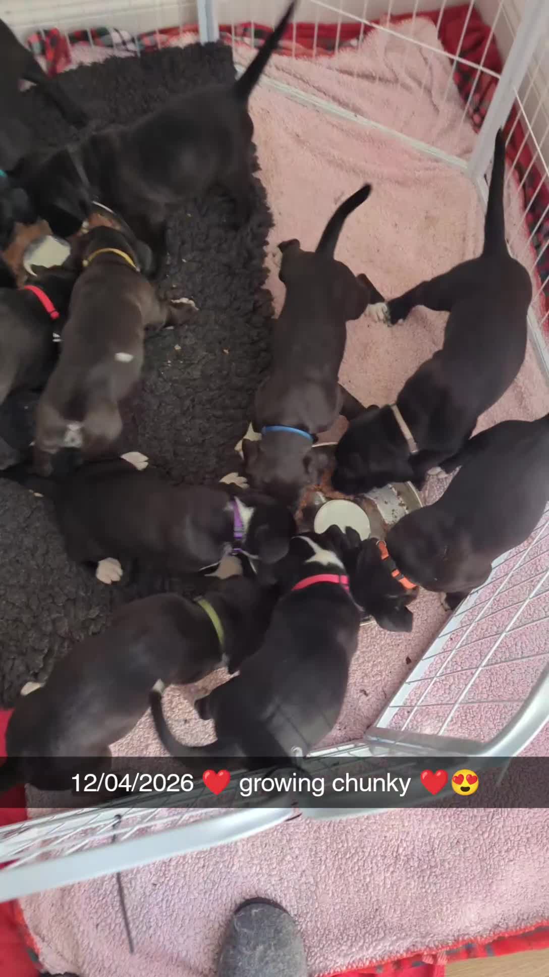 Mixed Breed dogs for sale: Bullador pups  - Video 1