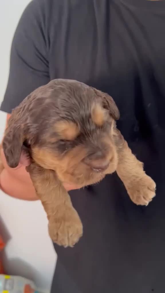 Cockapoo dogs for sale: F1 Cockapoo’s Health tested parents - Video 3