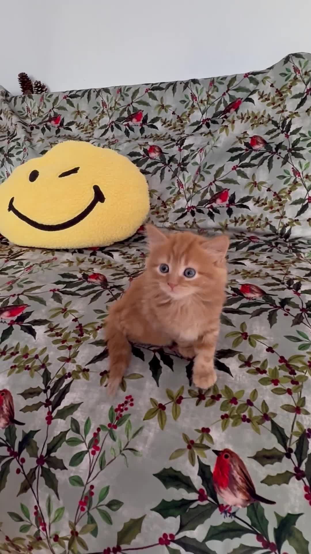 Mixed Breed cats for sale: The most adorable kittens 🐱🐱! - Video 1