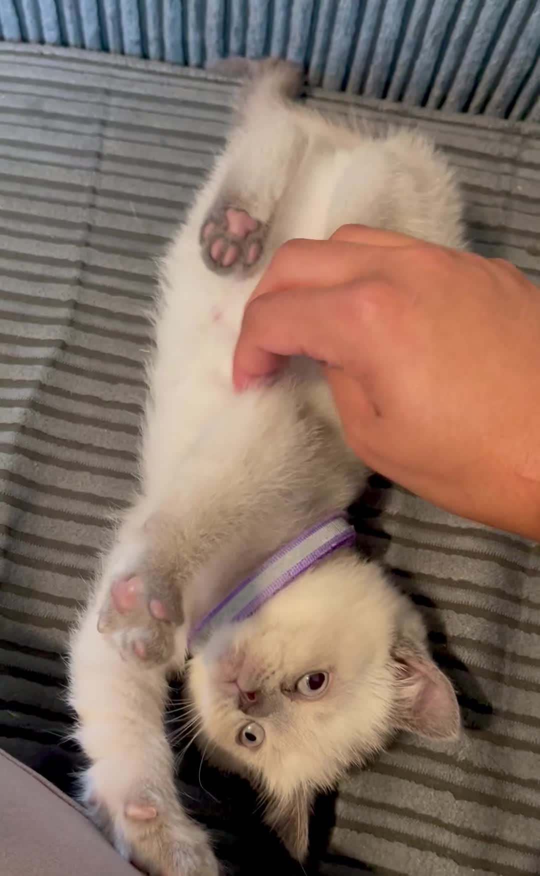 British Shorthair cats for sale: 💙 GCCF Blue Colourpoint BSH Kittens - Video 2