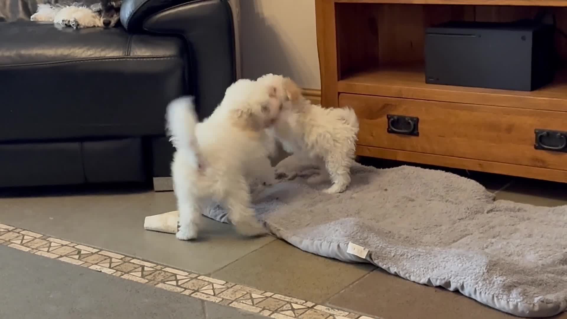 Toy Poodle dogs for sale: Stunning Toy Poodle Puppies - Video 2