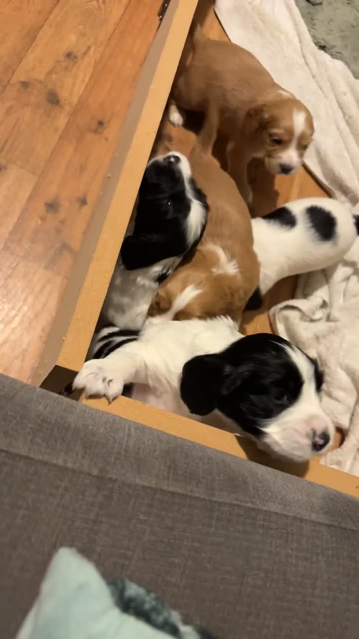Cocker Spaniel dogs for sale: cocker spaniel puppies in Taunton - Video 1