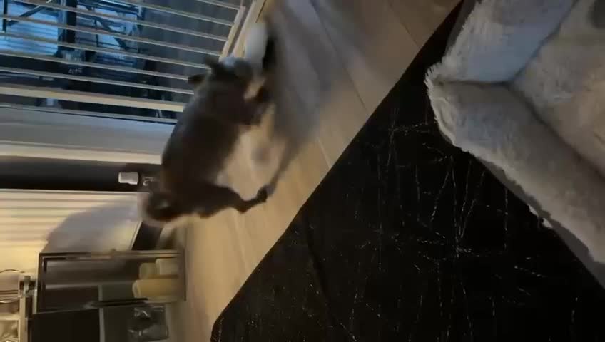 Mixed Breed dogs for adoption: 💙RONNIE Big Personality In Tiny Wrap Chorkie X - Video 3