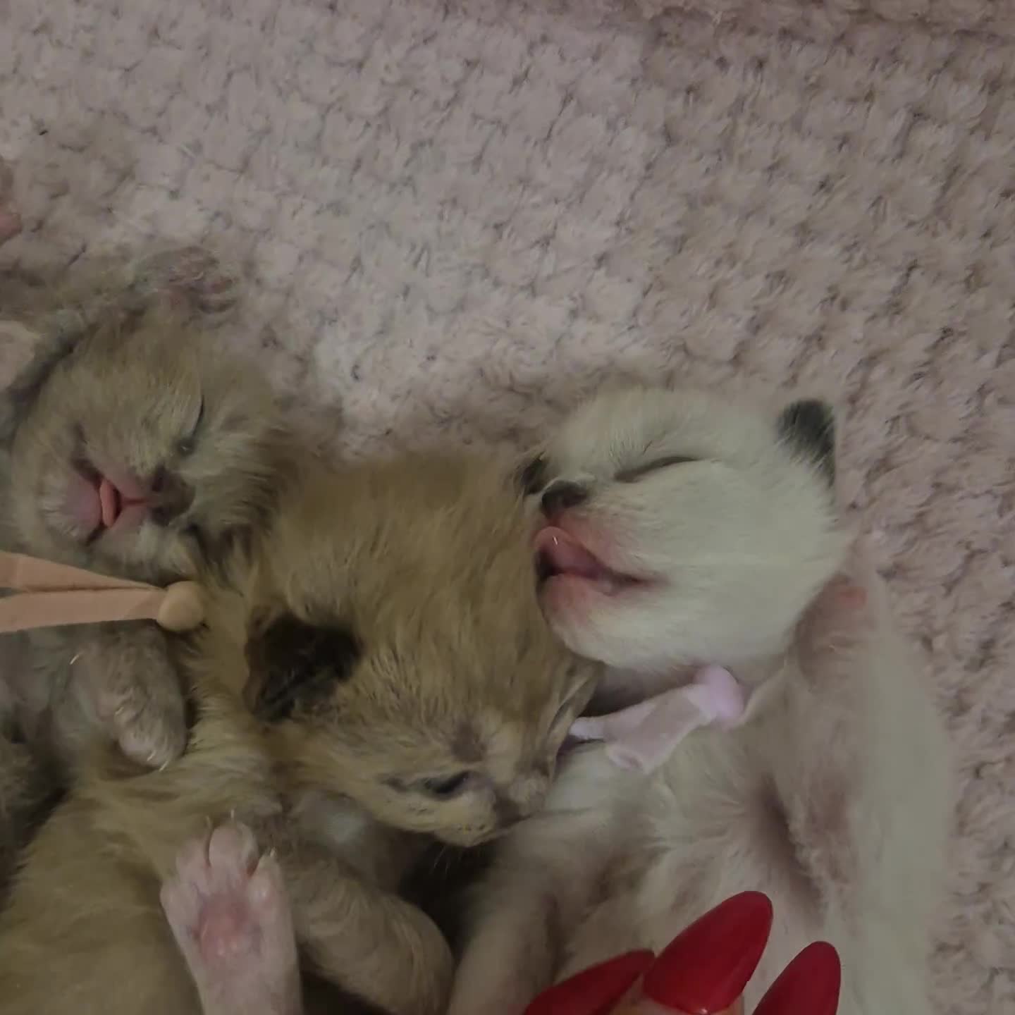 Ragdoll cats for sale: Proven healthy ragdolls 🐾 Sepias & traditionals   - Video 1