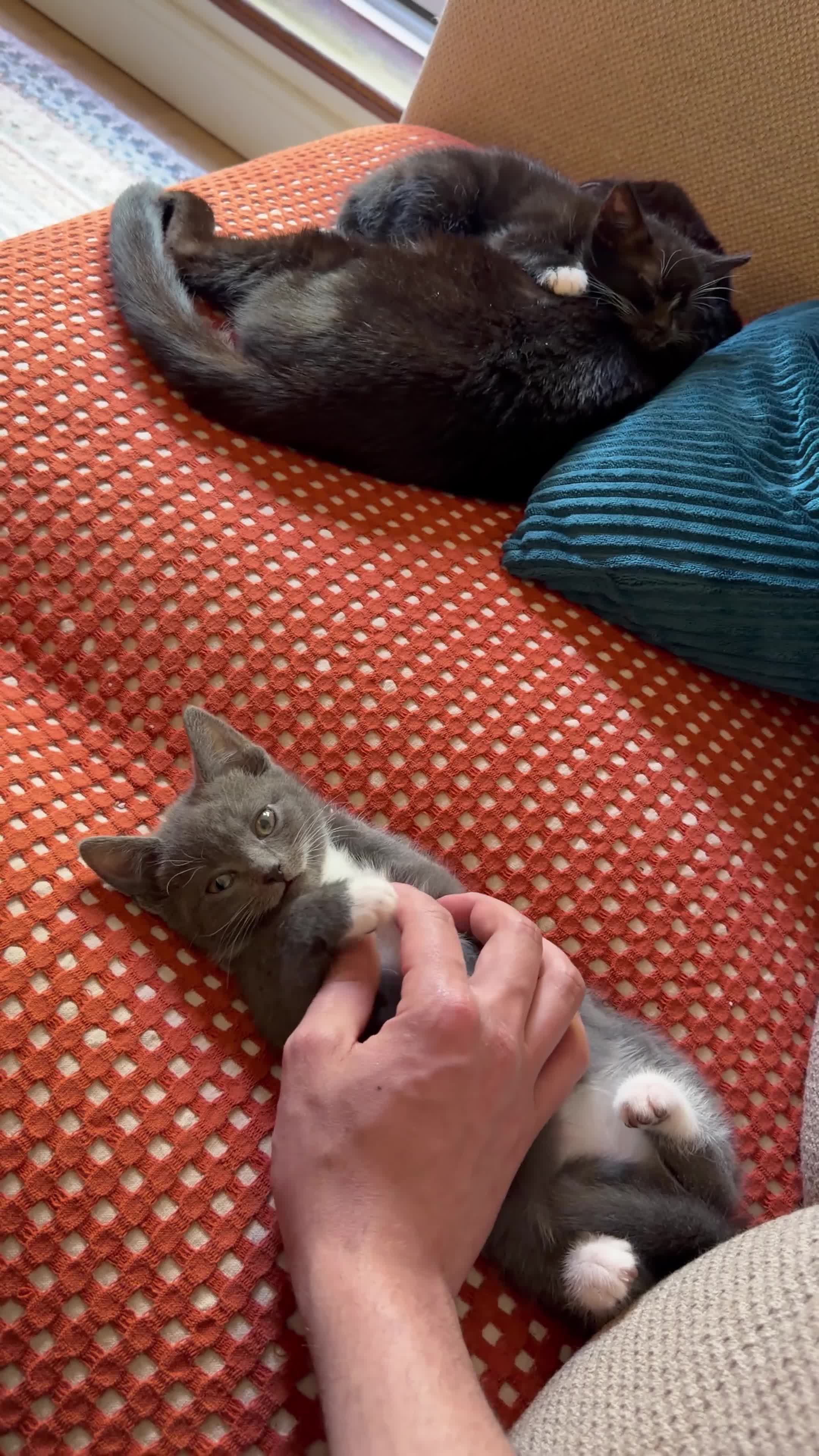 Mixed Breed cats for sale: BEAUTIFUL GREY KITTEN - Video 1