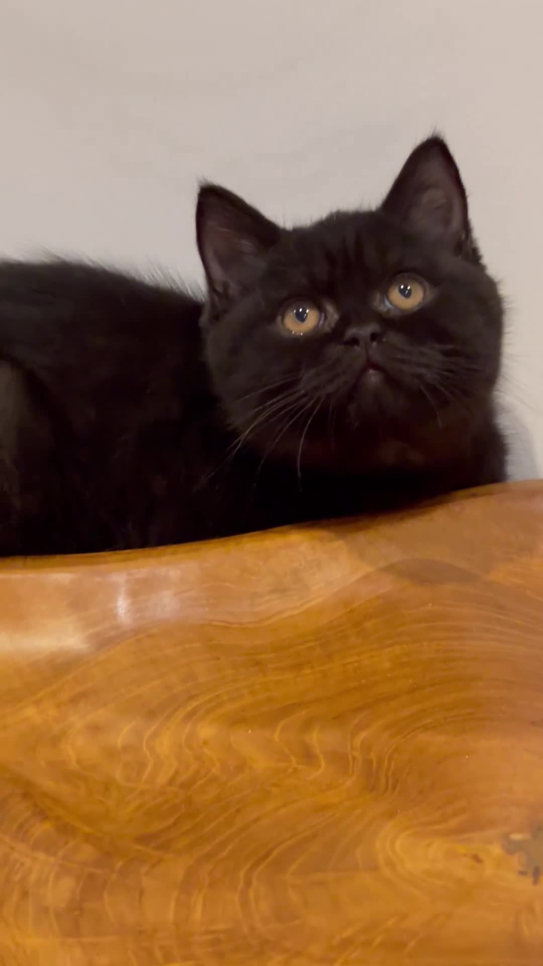 Brazilian Shorthair cats for sale: GCCF BRITISH SHORTHAIR KITTENS READY TO LEAVE NOW  - Video 2