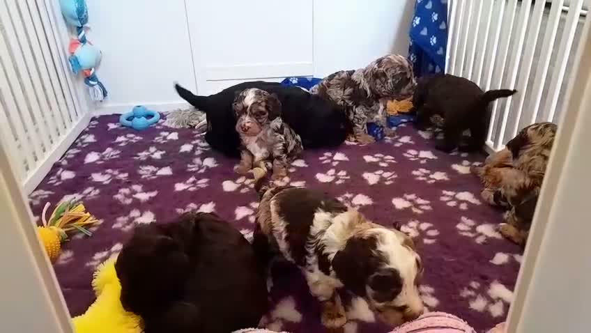 Cockapoo dogs for sale: Beautiful litter of F1 Cockapoo's - Video 1