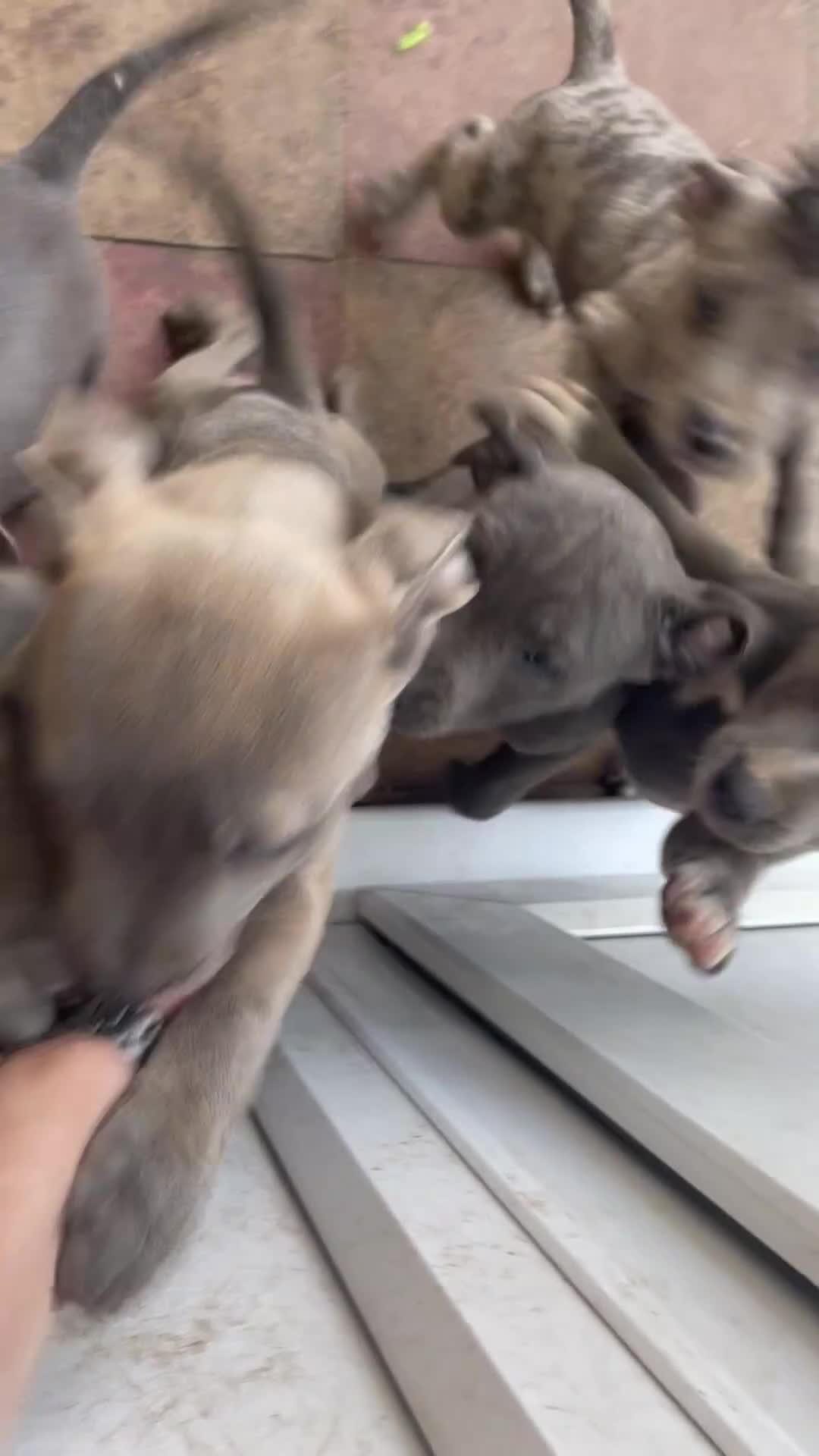 Mixed Breed dogs for sale: Beautiful cross Staffy/American Bulldog puppies  - Video 1