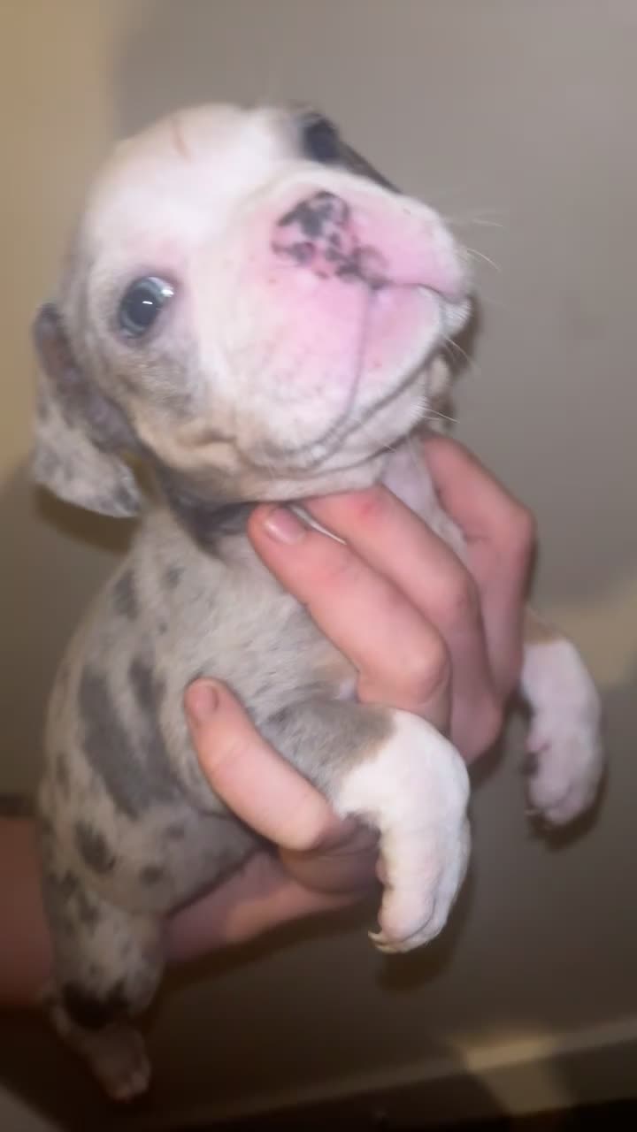 American Bully dogs for sale: pocket bully pups - Video 2