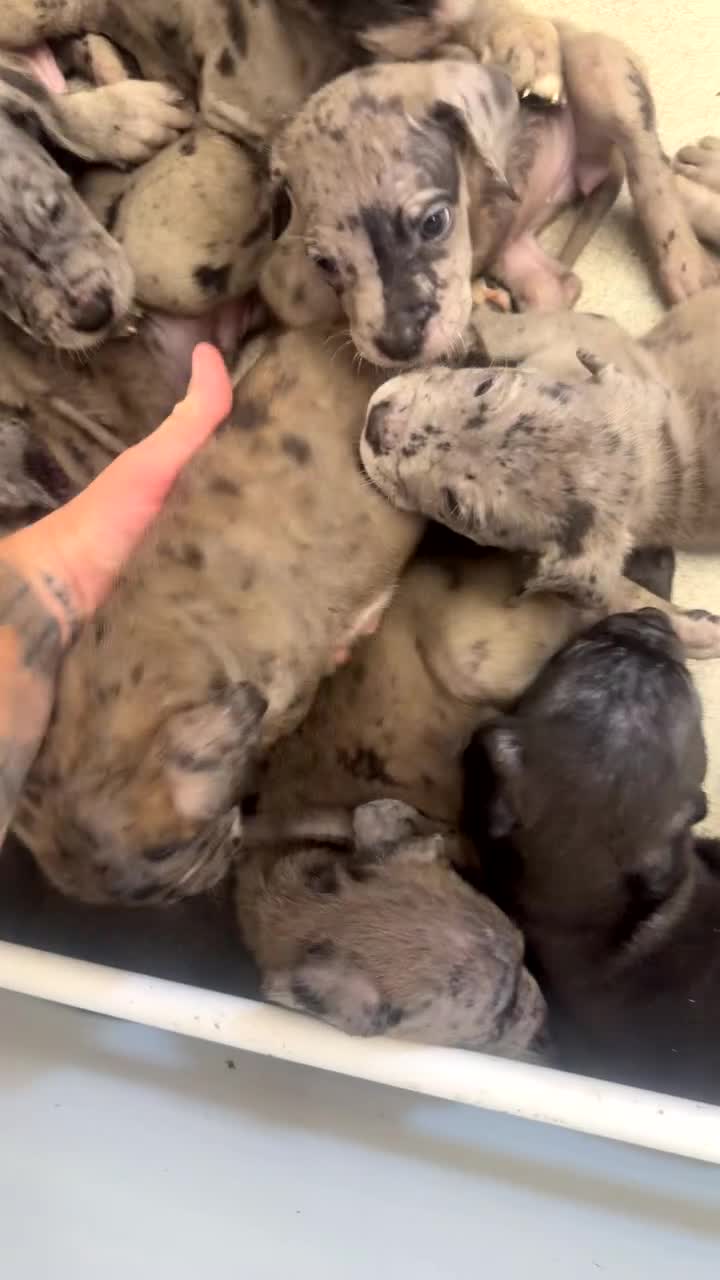 Cane Corso dogs for sale: 🐾 Cane corso litter with distinctive colours 🐾  in Plymouth - Video 1
