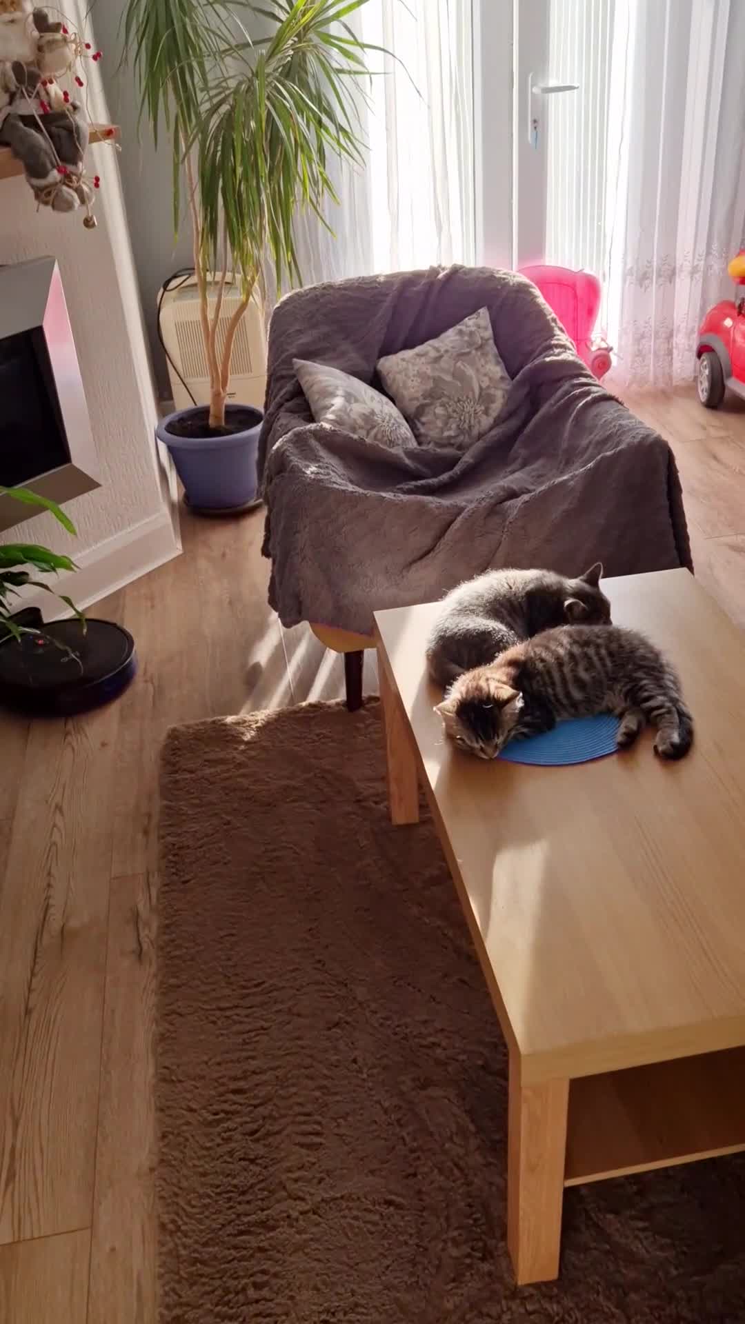 Mixed Breed cats for sale: 3 Mixed Kittens - Video 1