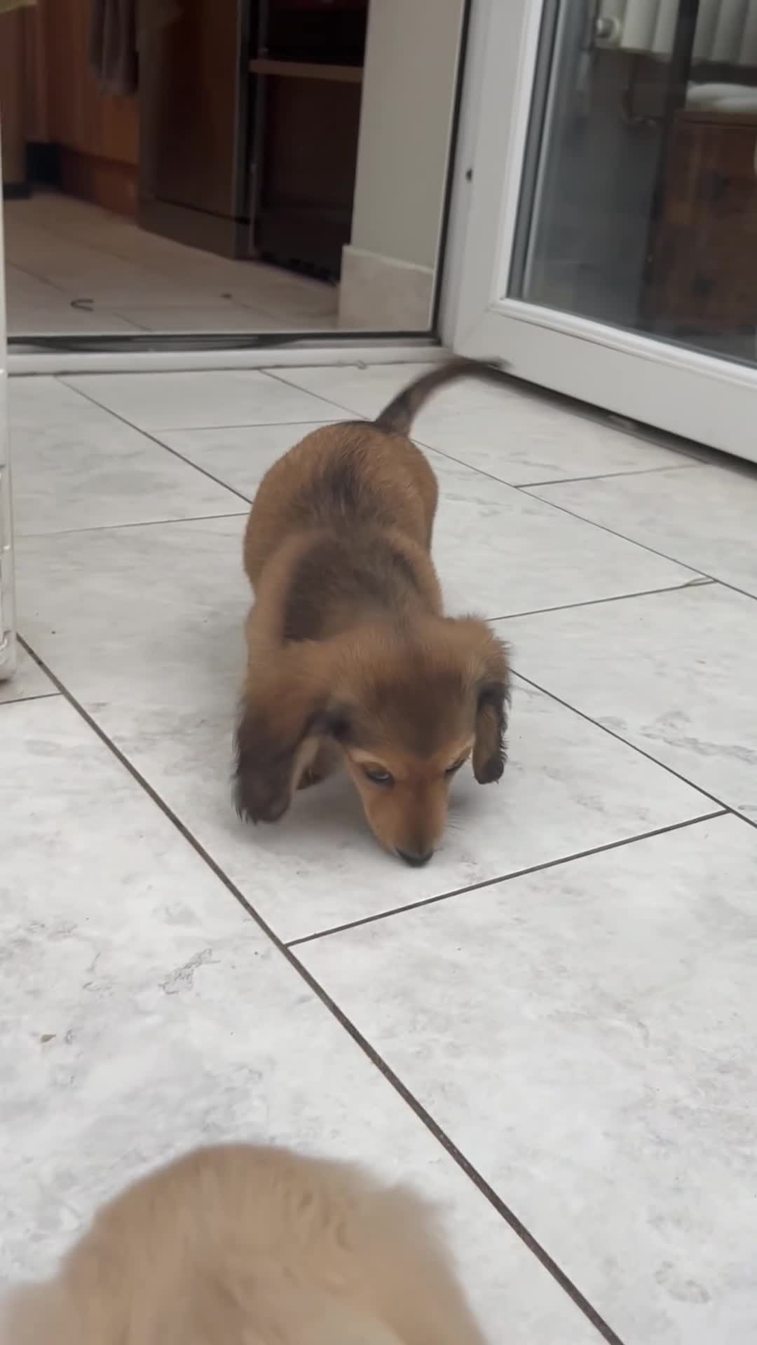 Dachshund dogs for sale: Kc Stunning Miniature Dachshunds  - Video 1