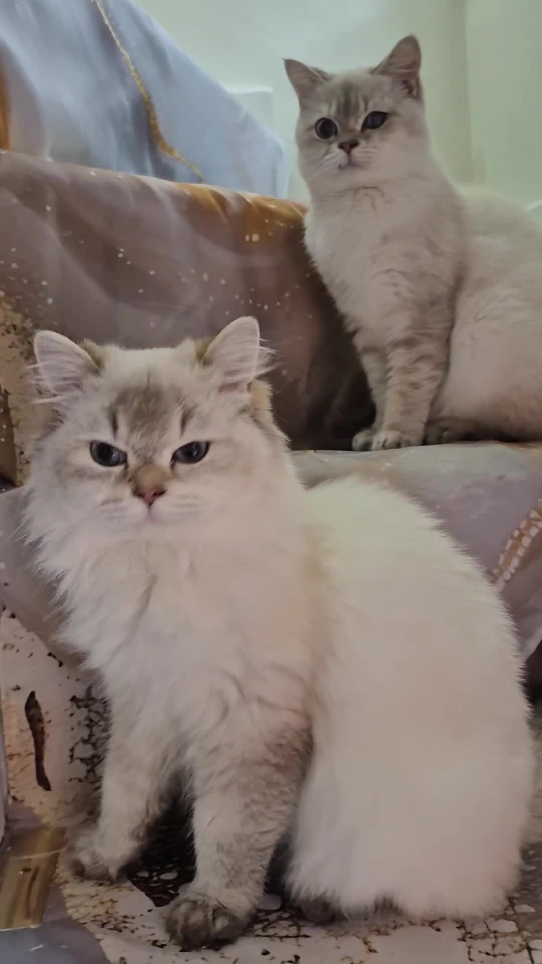 British Shorthair cats for sale: Exceptional BSH& BLH Blue Golden Shaded Ny11 💖 - Video 3