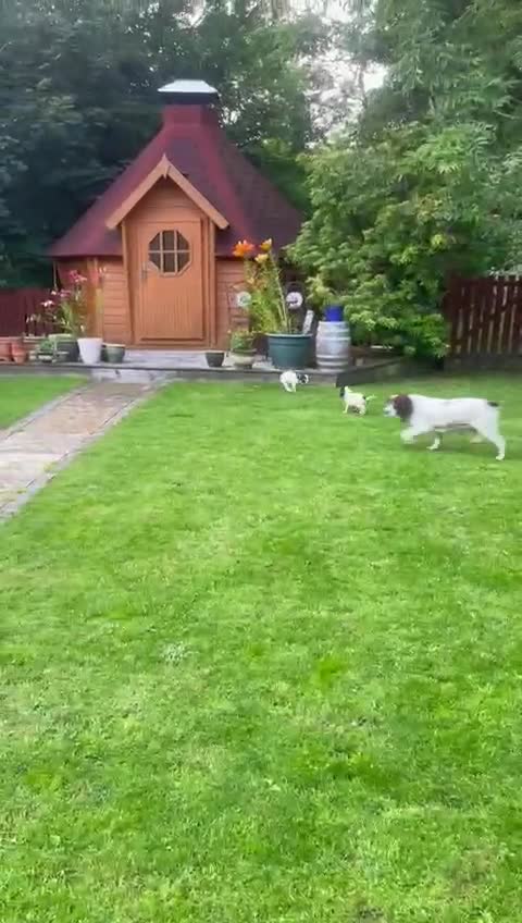 English Springer Spaniel dogs for sale: Springer Spaniel Puppies - Video 1