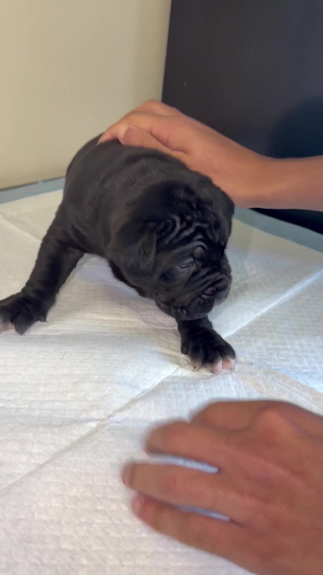 Cane Corso dogs for sale: CANE CORSO. FULL PEDIGREE. CHAMPION BLOODLINE. - Video 1