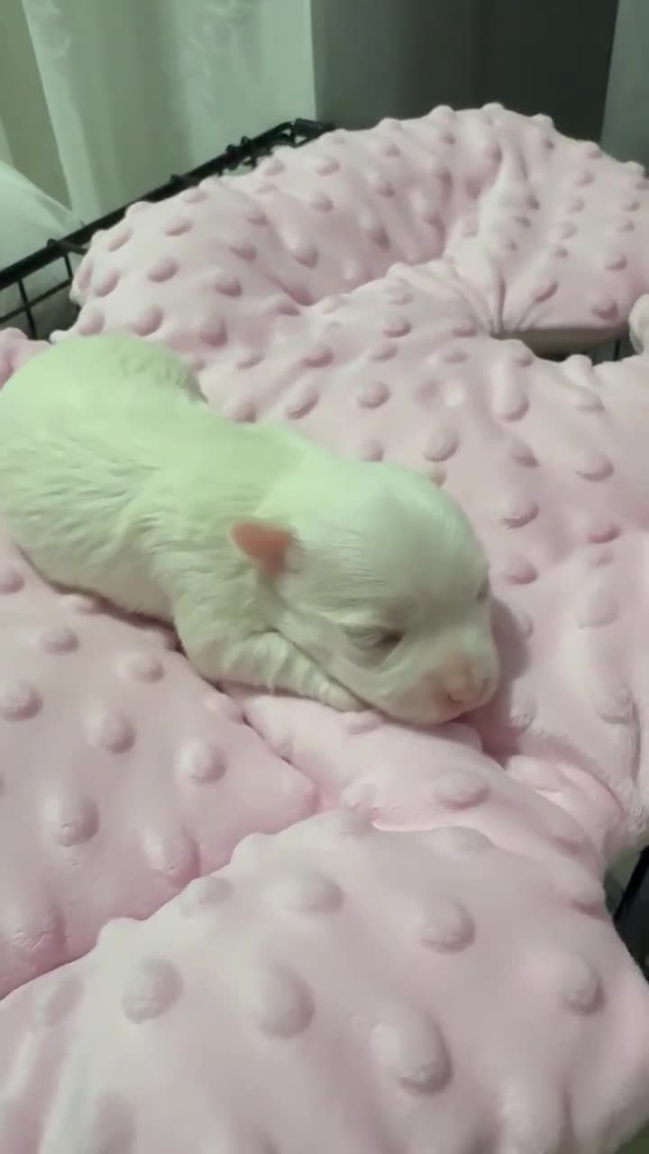 Bichon Frise dogs for sale: Puppy for sale  - Video 1