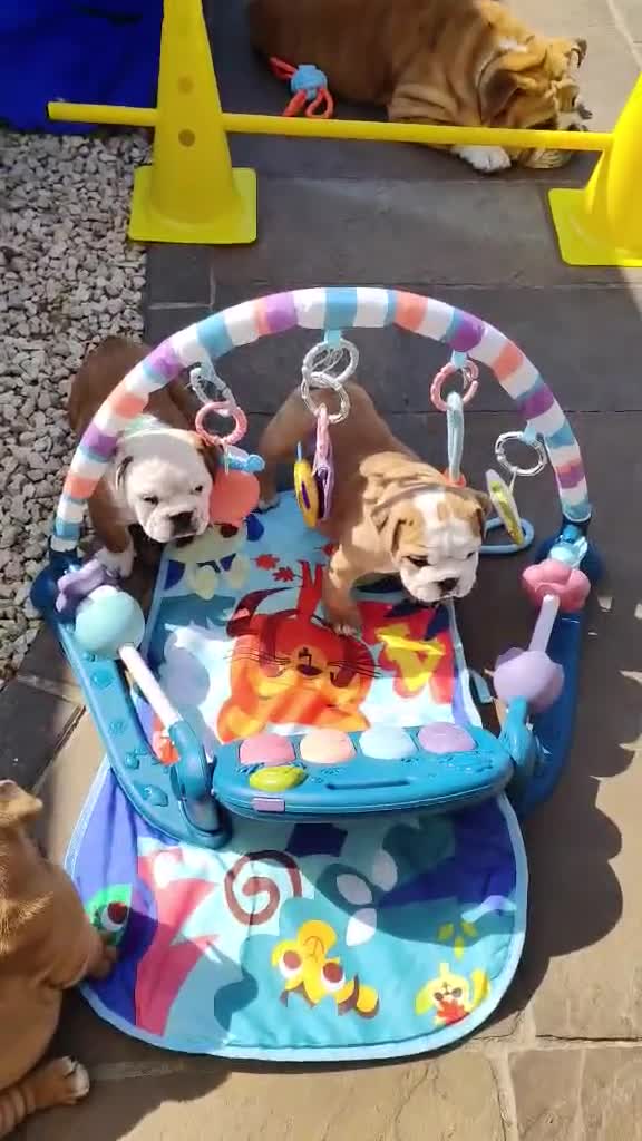 English Bulldog dogs for sale: KC Reg.English Bulldog puppies - Video 2