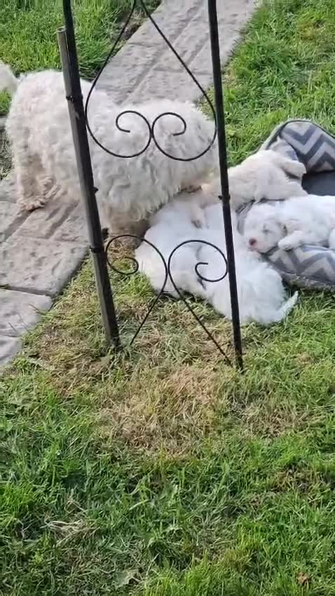 Bichon Frise dogs for sale:  6 Adorable Bichon Puppies 🐶 - Video 1
