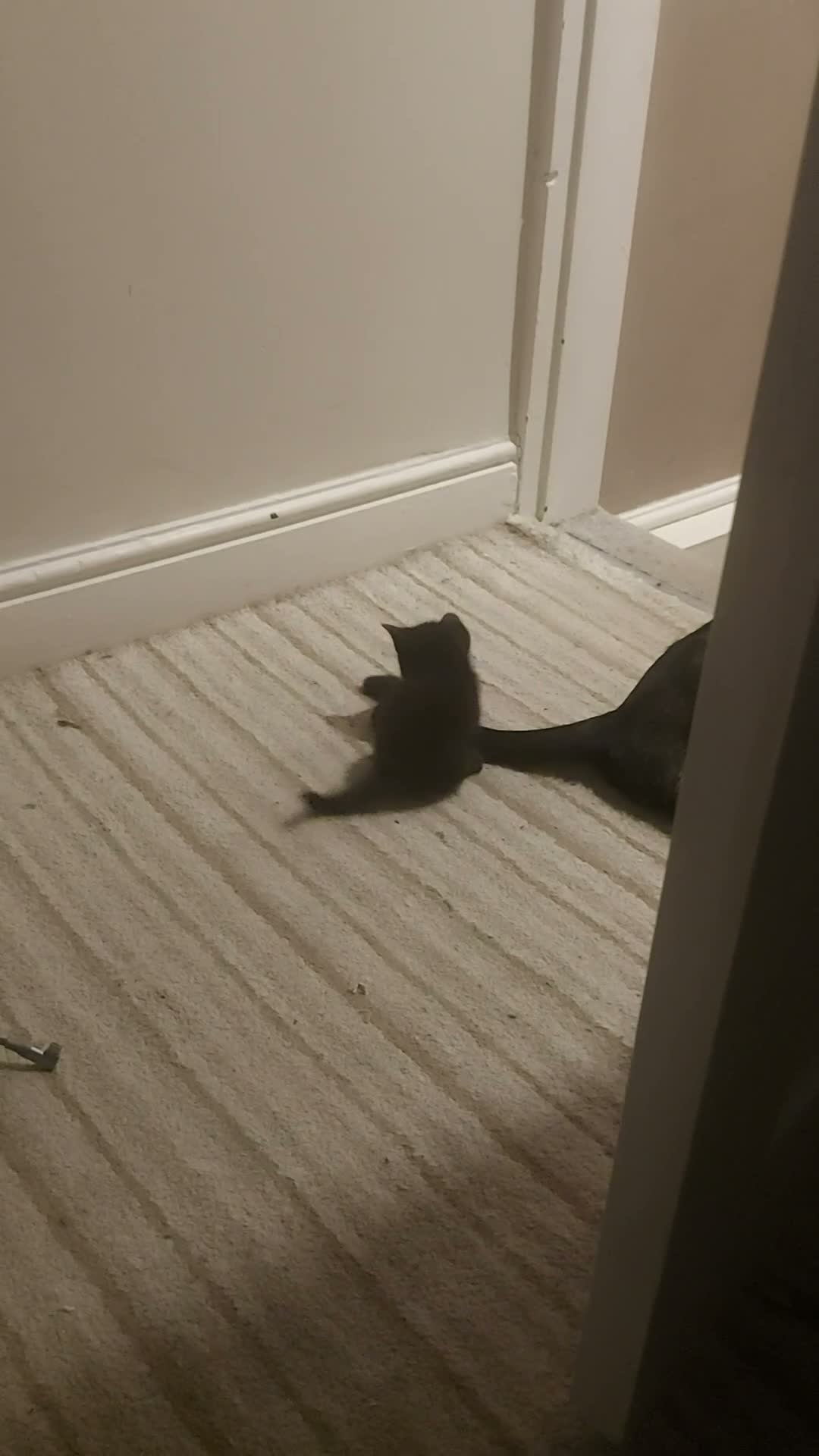 Mixed Breed cats for sale: Four Kittens for sale 80£ each - Video 1