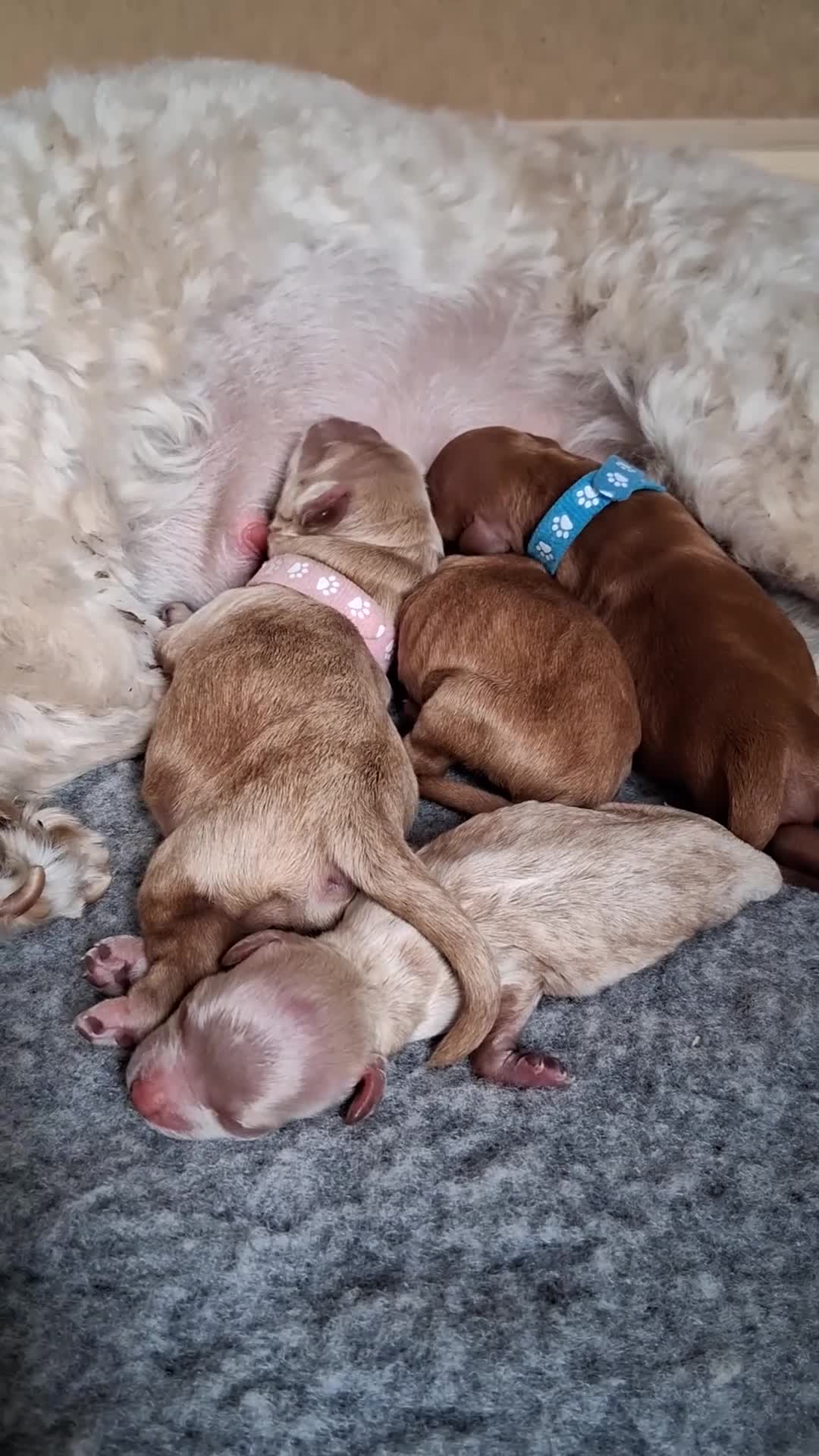 Mixed Breed dogs for sale: Beautiful Golden Cavadoodle Puppies for Sale. in Chertsey - Video 2