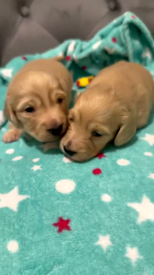 Dachshund dogs for sale: Selling miniature cream long hair puppies.  - Video 2