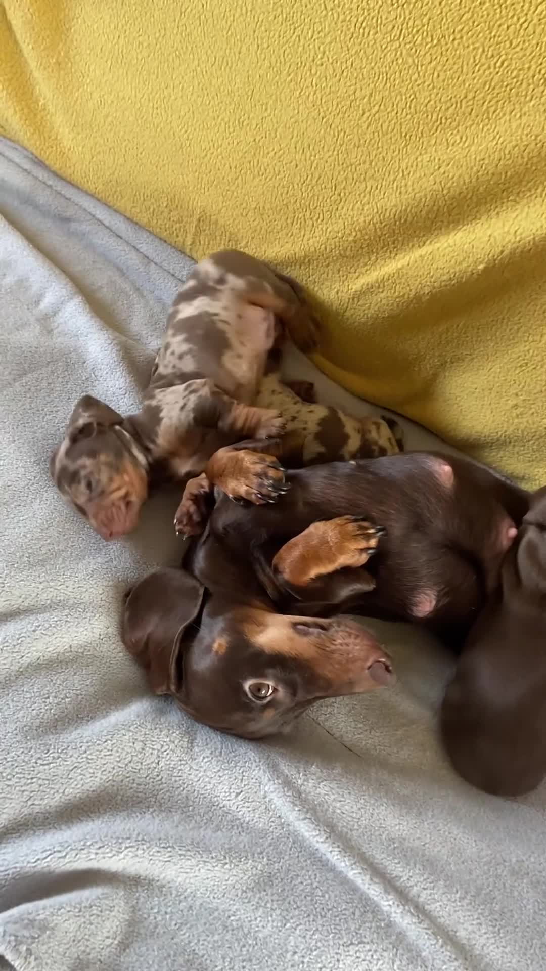 Miniature Dachshund dogs for sale: Puppy 2 - Napoleon in Montgomery - Video 1