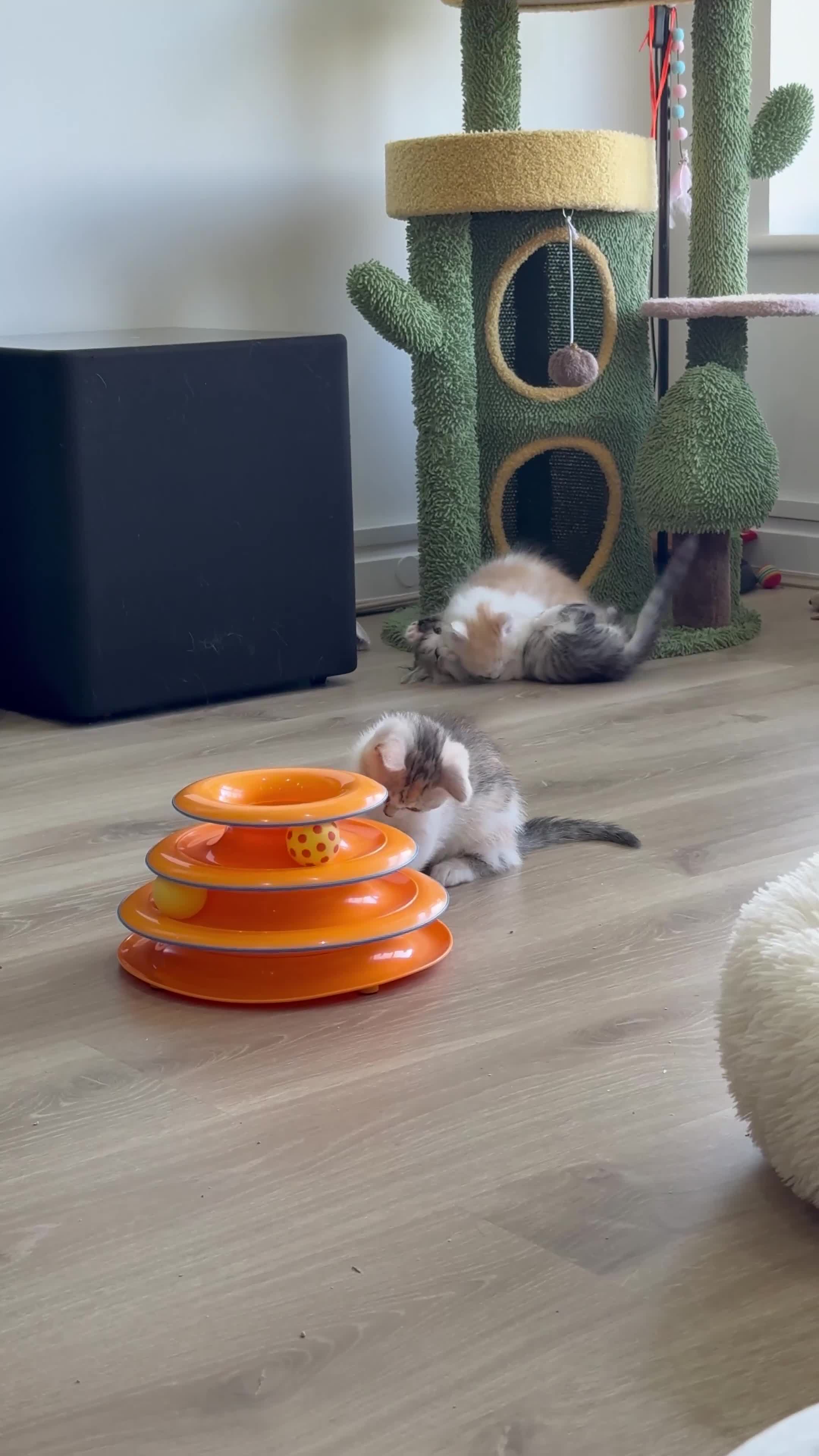 Munchkin cats for sale: ⭐️⭐️-3x TICA Munchkins - Super Short Legs-⭐️⭐️  - Video 4