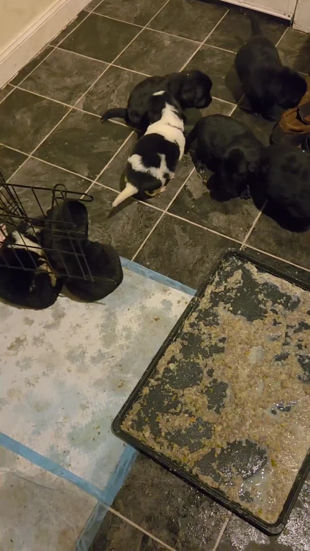 Mixed Breed dogs for sale: Gorgeous St Bernewfie Puppies - Video 1