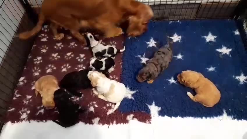 Cockapoo dogs for sale: Stunning F1 Cockapoos Available - Video 2