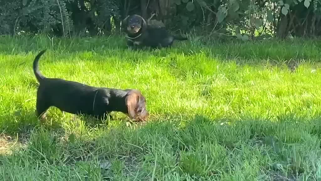 Dachshund dogs for sale: Wire haired Teckel puppies for sale  - Video 2