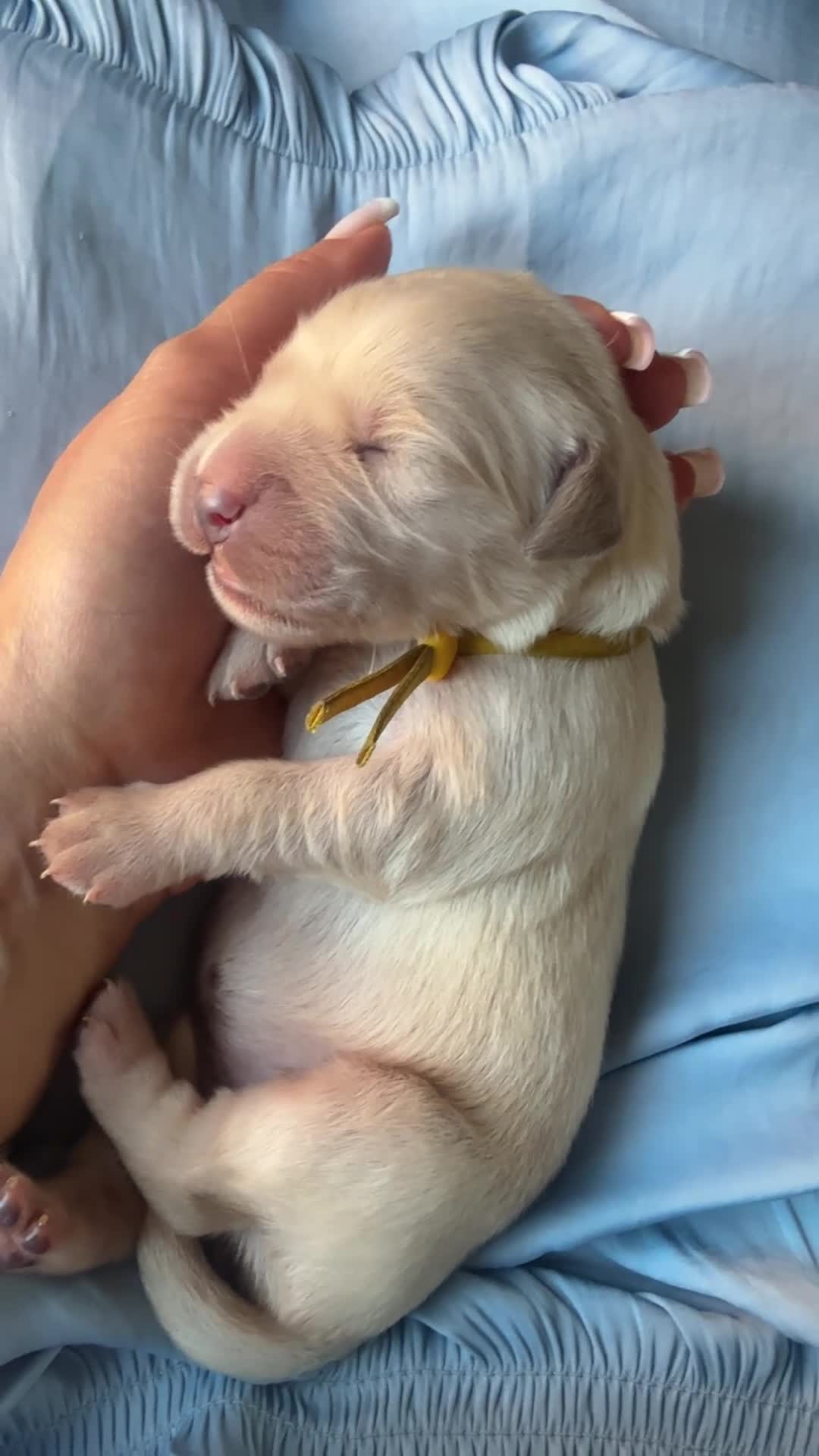Golden Retriever dogs for sale: KC registered golden retriever puppies - Video 4