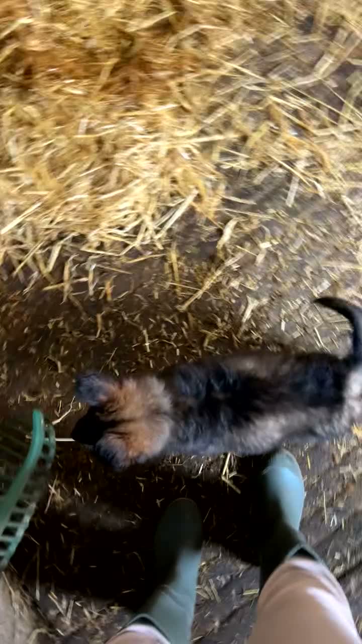 German Shepherd dogs for sale: Healthy & Chunky German Shepherd Puppies - Video 2