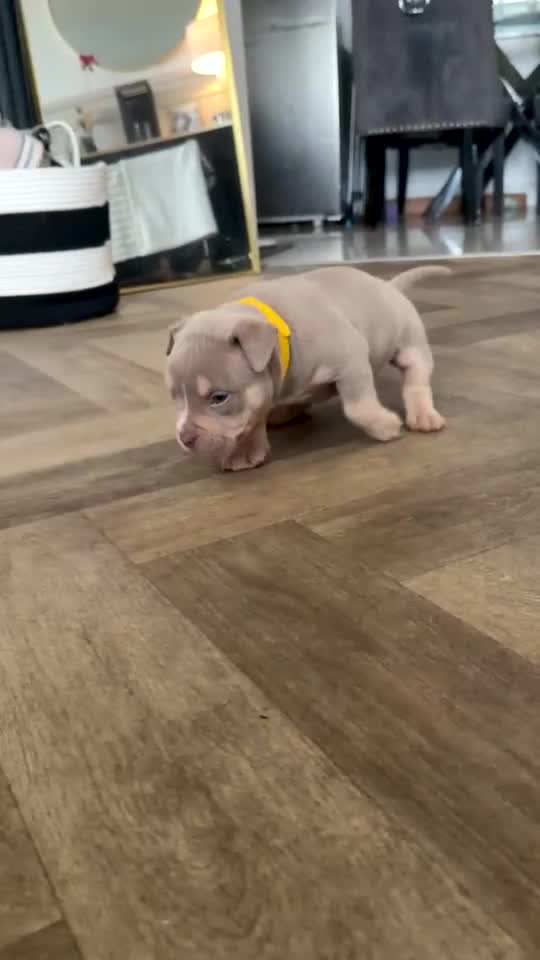 American Bully dogs for sale: American Pocket bully puppy’s  in Weymouth - Video 1