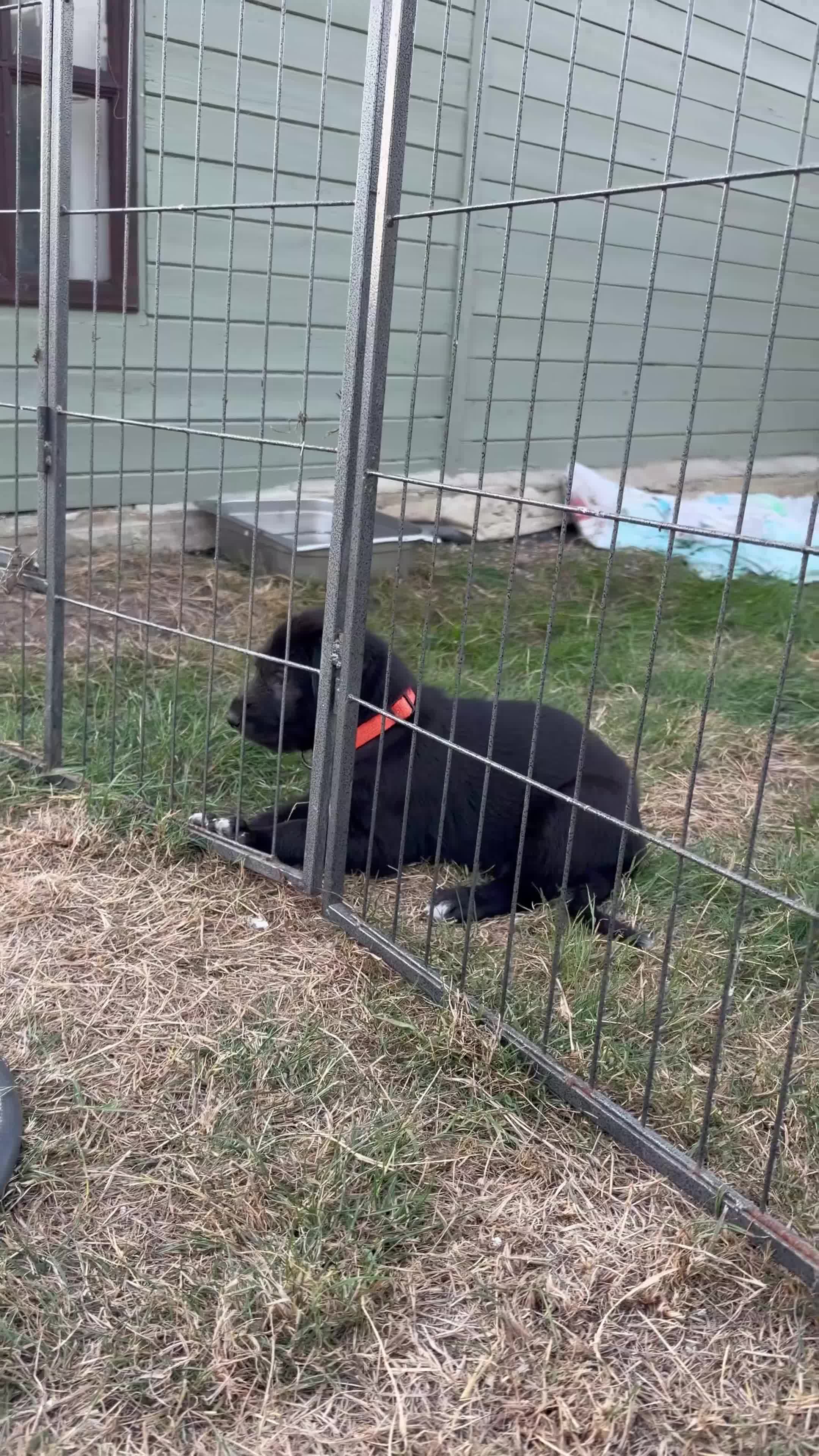 Irish Wolfhound dogs for sale: Stunning Irish Wolfhound Pups  - Video 1