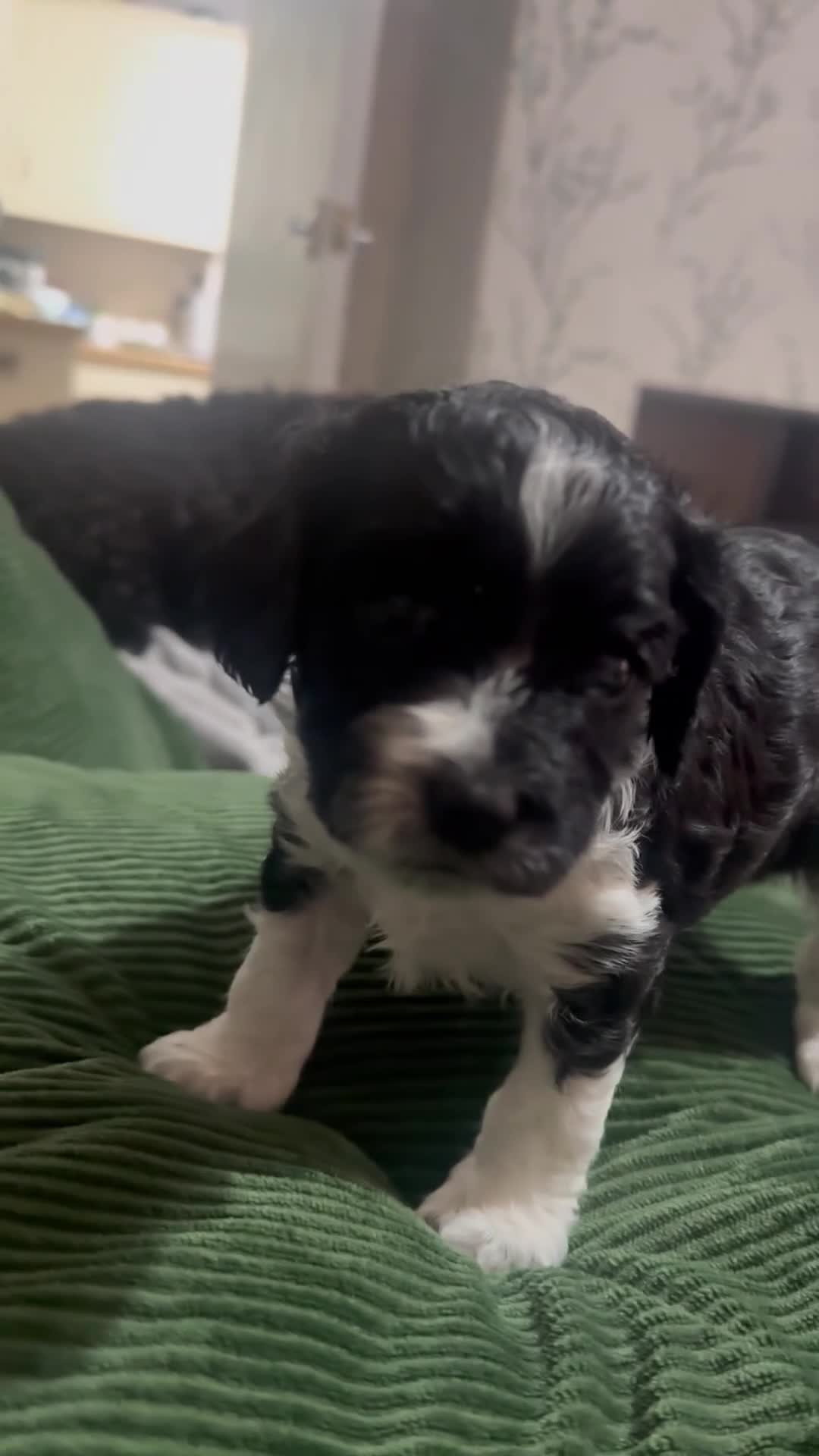 Mixed Breed dogs for sale: Beautiful Cocka/Cavapoo puppies.  - Video 1