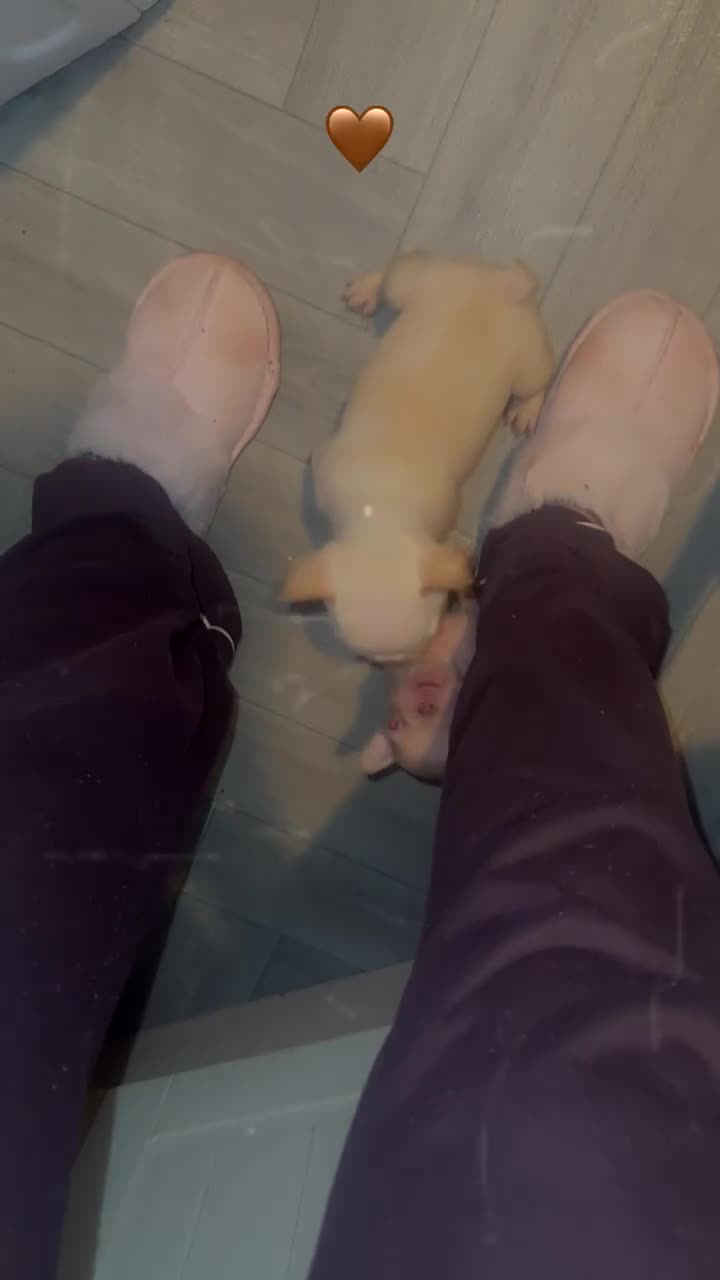 French Bulldog dogs for sale: Frenchie puppies  - Video 2