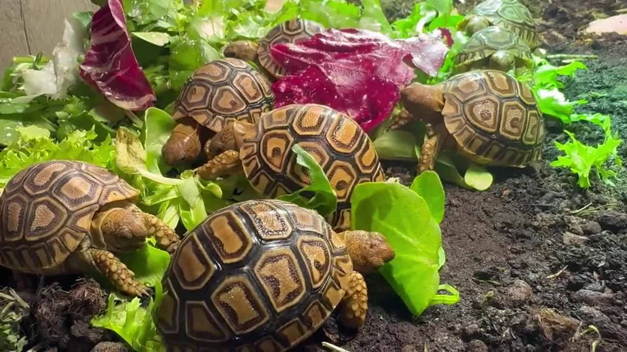 Tortoise reptiles for sale: BABY LEOPARDS & SET UPS - Video 1
