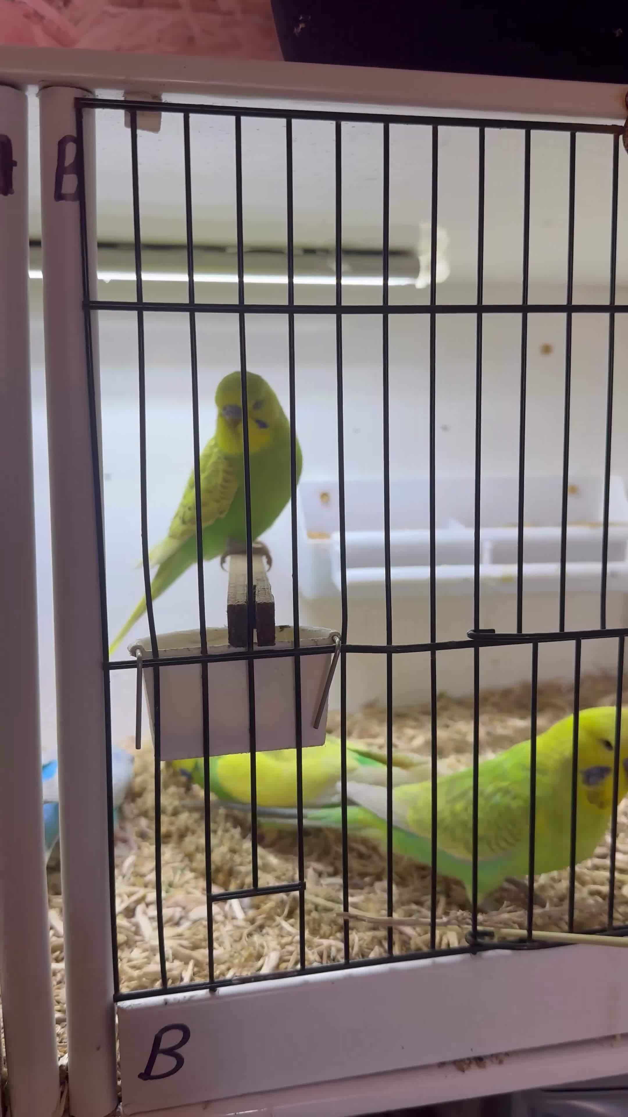 Budgerigars birds for sale: Budgies all colours  - Video 1