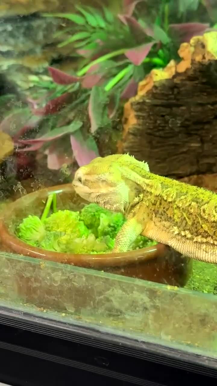 Bearded Dragon reptiles for sale: Dwarf Bearded dragon with enclosure  - Video 1